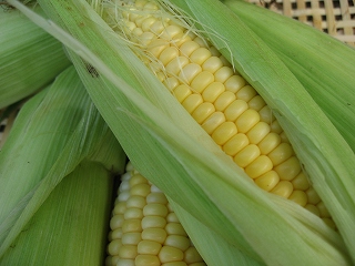 corn.jpg