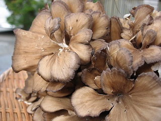 maitake.jpg